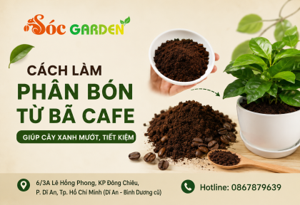 Cách làm phân bón từ bã cafe giúp cây xanh mướt, tiết kiệm