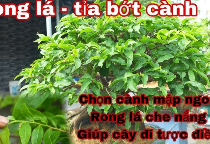 Phân Bón Chăm Sóc Mai Vàng Tháng 6 Nhuận – Giúp Chồi Bung Mạnh, Chồi To Mập Cứng Cáp