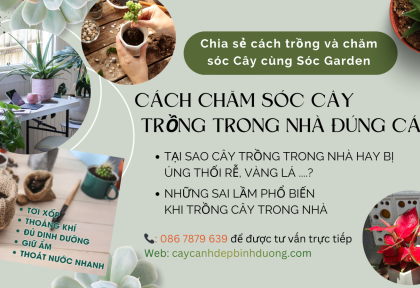 Cách trồng và chăm sóc cây trong nhà - Những sai lầm hay mắc phải khi trồng cây trong nhà