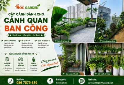 Bán cây cảnh tại Dĩ An nhiều mẫu dễ chăm cho ban công hướng Tây 