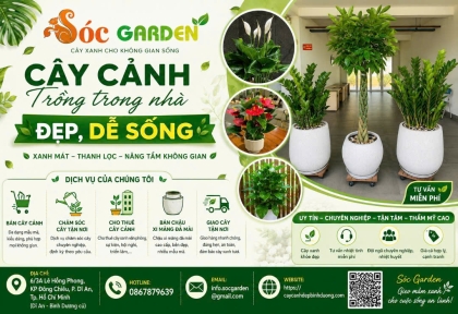  Top cây cảnh trong nhà được khách Dĩ An mua nhiều nhất 