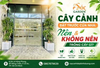  Nên và không nên đặt cây gì trước cửa nhà 