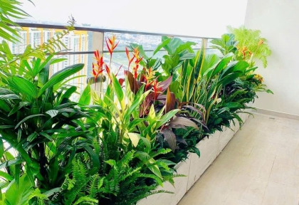 Top 10 Loại Cây Cảnh Văn Phòng Giúp Thanh Lọc Không Khí  Và Thu Hút Tài Lộc