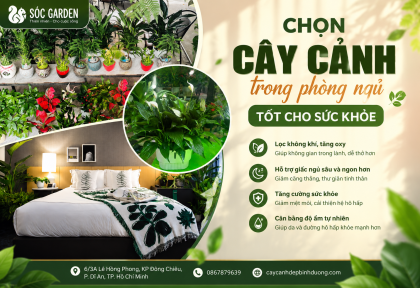 Chọn Cây Cảnh Trong Phòng Ngủ Tốt Cho Sức Khỏe