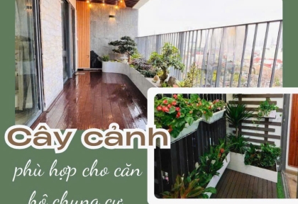 Gợi Ý Cây Xanh Phù Hợp Cho Căn Hộ Chung Cư
