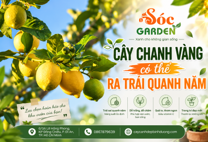 Cây chanh vàng có thể ra trái quanh năm