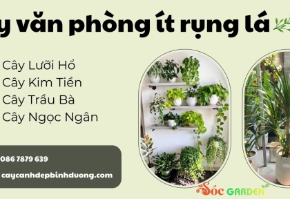 Cây văn phòng ít rụng lá