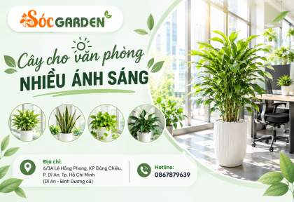 Cây cho văn phòng nhiều ánh sáng 
