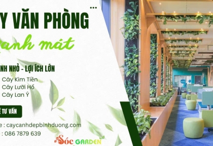 Bán cây cảnh ở Dĩ An giá tốt, dễ chăm cho văn phòng 