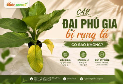 Cây Đại Phú Gia bị rụng lá có sao không?