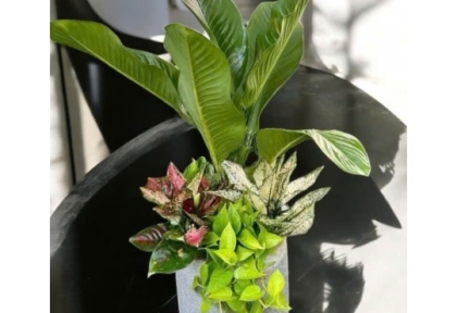 Cây để bàn văn phòng đẹp