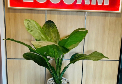 Cung cấp Cây Văn Phòng Công ty TNHH Loscam Việt Nam