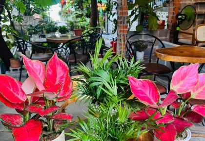 Những mẫu Cây để bàn phong thủy đẹp khỏe, dễ chăm sóc nhất trong điều kiện văn phòng máy lạnh