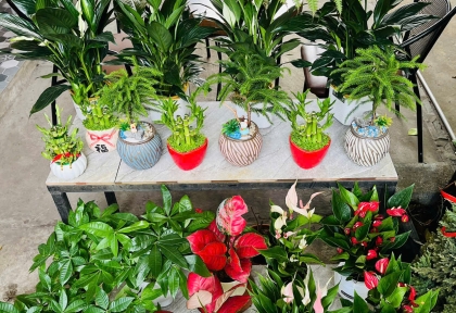 Cây Hợp Mệnh – Gợi Ý Chọn Cây Theo Ngũ Hành Kim, Mộc, Thủy, Hỏa, Thổ