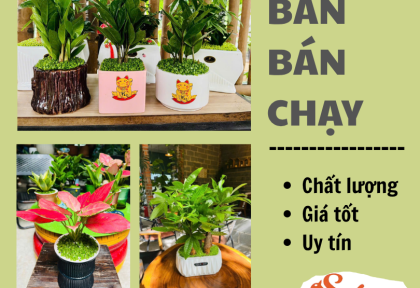 Cây xanh để bàn bán chạy