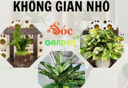 Cây để bàn hợp không gian nhỏ 