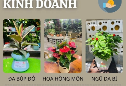 Cây để bàn phong thủy cho người kinh doanh