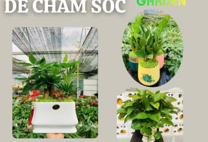 Cây để bàn dễ chăm sóc