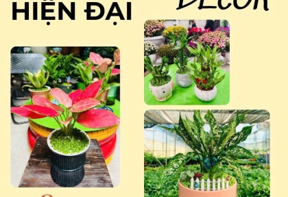 Cây phong thuỷ để bàn decor hiện đại