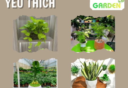 Cây để bàn được yêu thích nhất