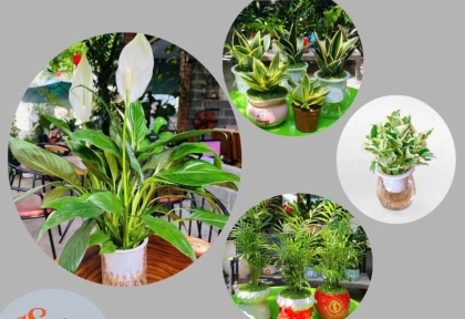 Cây xanh để bàn giá rẻ 