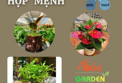 Cây để bàn hợp mệnh