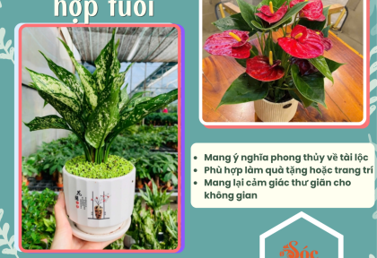 Cây để bàn hợp tuổi