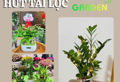 Cây để bàn phong thủy hút tài lộc