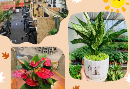Cây để bàn làm việc ít nắng