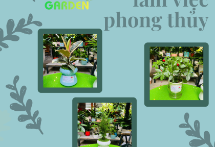 Cây để bàn làm việc phong thủy