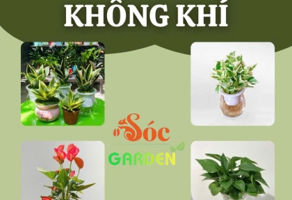 Cây để bàn lọc không khí
