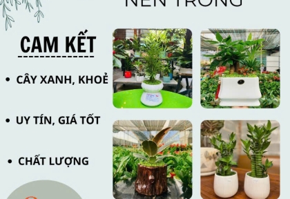 Gợi ý cây để bàn nên trồng