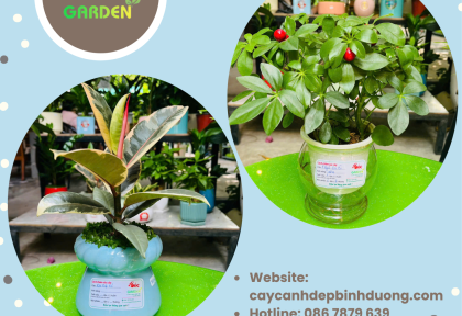 Cây để bàn nhỏ gọn