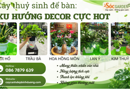 Cây thủy sinh để bàn : Xu hướng decor cực hot