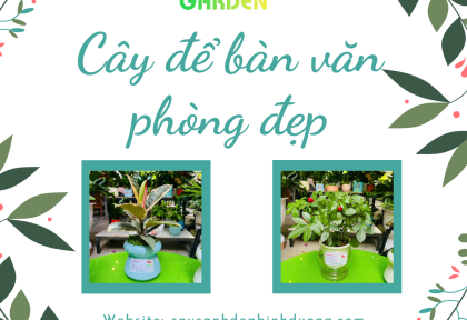 Cây để bàn văn phòng đẹp