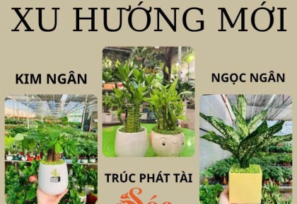Cây để bàn xu hướng mới