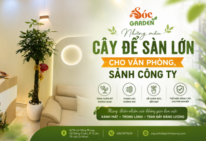 Những mẫu cây để sàn lớn cho văn phòng, sảnh công ty 