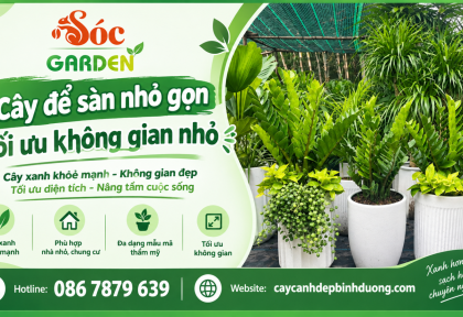 Cây để sàn nhỏ gọn tối ưu không gian nhỏ