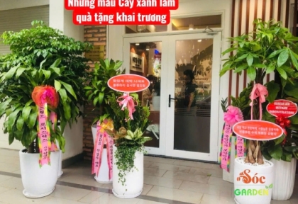 Cây quà tặng khai trương đẹp