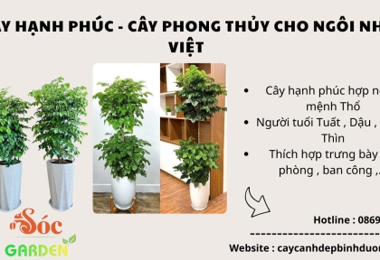 Cây Hạnh Phúc – cây phong thủy cho ngôi nhà Việt