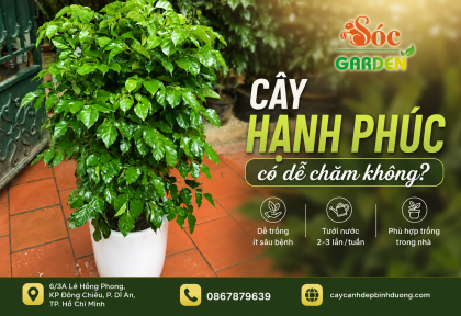 Cây Hạnh Phúc có dễ chăm không?