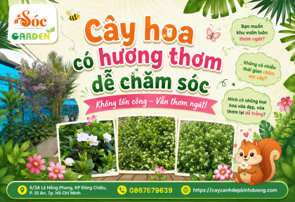 Cây hoa có hương thơm dễ chăm sóc 