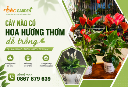 Cây nào có hoa hương thơm dễ trồng 