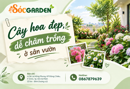 Cây hoa đẹp, dễ chăm trồng ở sân vườn
