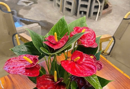 Cây phong thủy ít ánh sáng