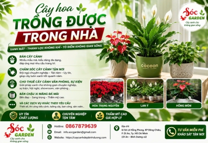 Cây nào có hoa trồng được trong nhà?