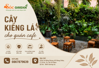 Cây kiểng lá cho quán cafe 