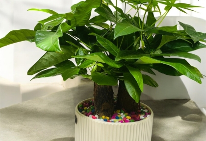 Gợi Ý Các Mẫu Cây Để Bàn Làm Quà Tặng Sinh Nhật Đẹp & Ý Nghĩa Giá Chỉ Từ 129k–300k