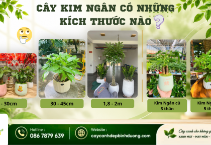 Cây Kim Ngân có những kích thước nào