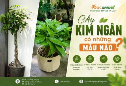 Cây Kim Ngân có những mẫu nào 